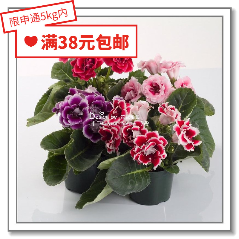 花缘咸菜 进口观赏花种子*日本SAKATA*大岩桐*锦缎5-10粒