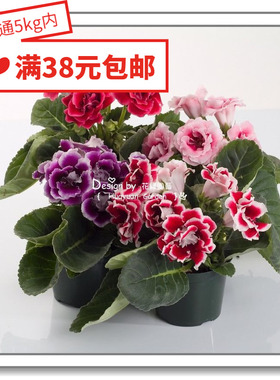 花缘咸菜 进口观赏花种子*日本SAKATA*大岩桐*锦缎5-10粒