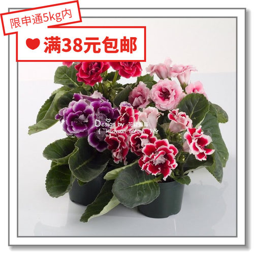 花缘咸菜 进口观赏花种子*日本SAKATA*大岩桐*锦缎5-10粒