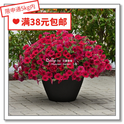 泛美矮牵牛波浪系列5粒花缘咸菜
