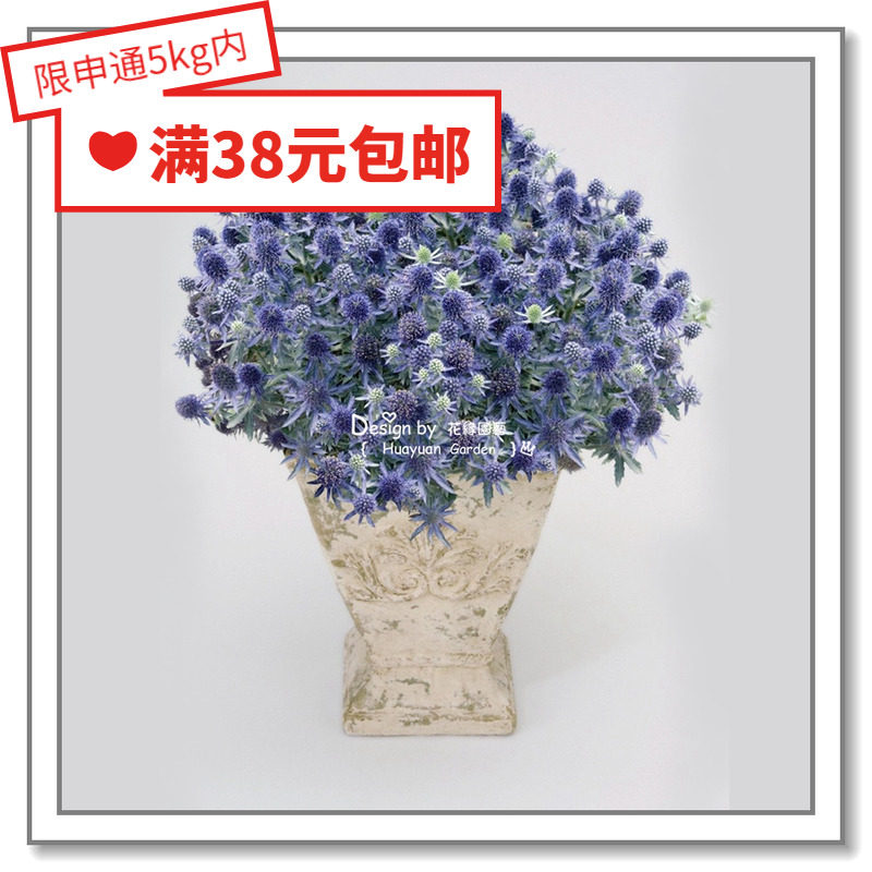 花缘咸菜 进口观赏花种子*荷兰SG*扁叶刺芹*蓝精灵/高山刺芹5粒