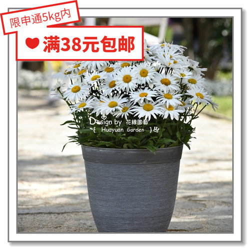 进口进口德国大滨菊花缘咸菜