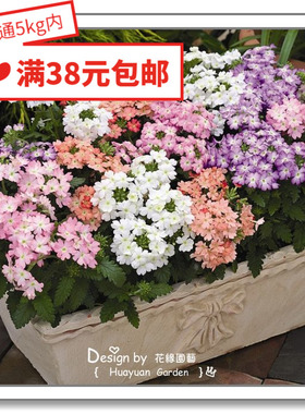 花缘咸菜 进口观赏花种子*荷兰SG*美女樱*托斯卡纳系列10粒