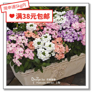 花缘咸菜 进口观赏花种子*荷兰SG*美女樱*托斯卡纳系列10粒