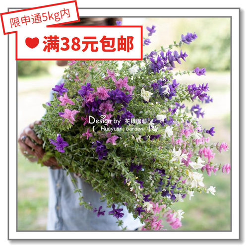 进口香草种子英国花缘咸菜