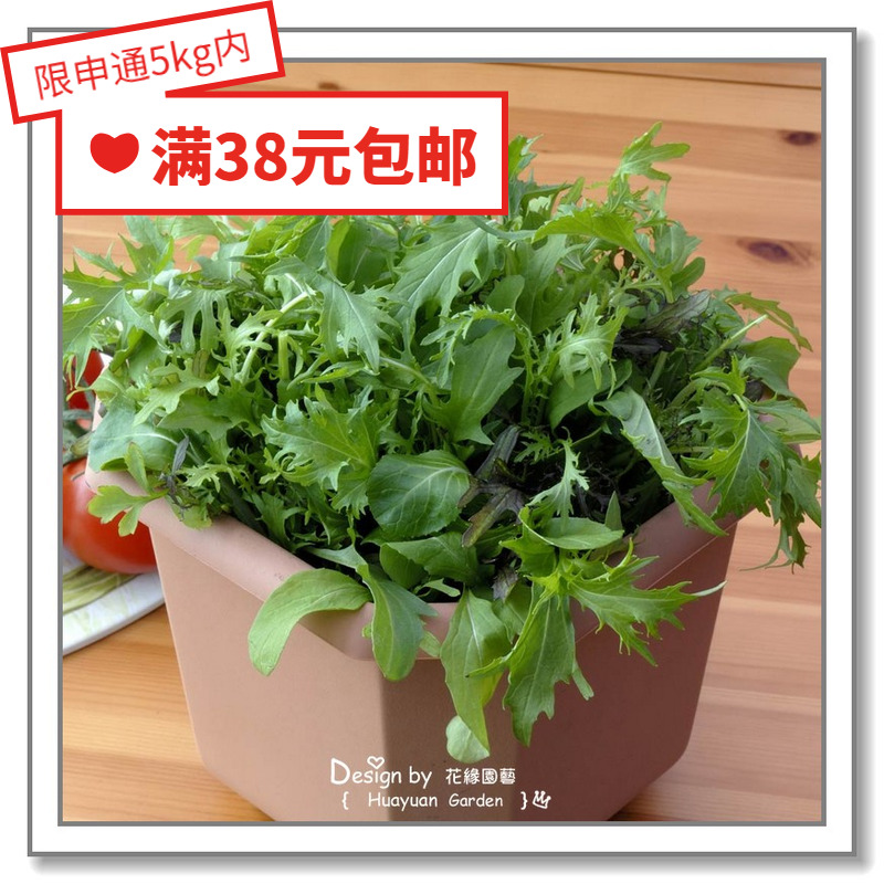 进口英国莴苣花缘咸菜