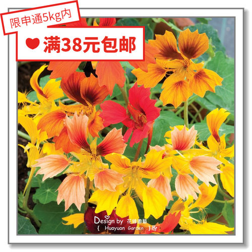 花缘咸菜 进口观赏花种子*旱金莲*/顶点/盘旋鸟/冰淇淋圣代5粒