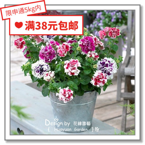 花缘咸菜进口花种子泛美旋转丸化