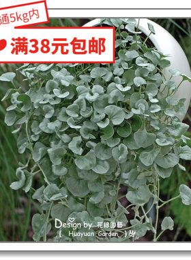进口泛美马蹄金系列5粒花缘咸菜