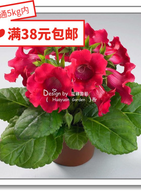 花缘咸菜 进口观赏花种子*日本SAKATA*大岩桐*彩铃丸化10粒