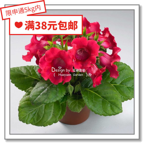 花缘咸菜进口花种子大岩桐丸化