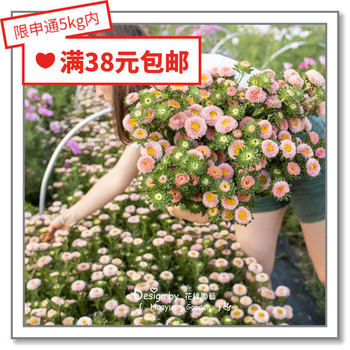 进口翠菊松本系列10粒花缘咸菜