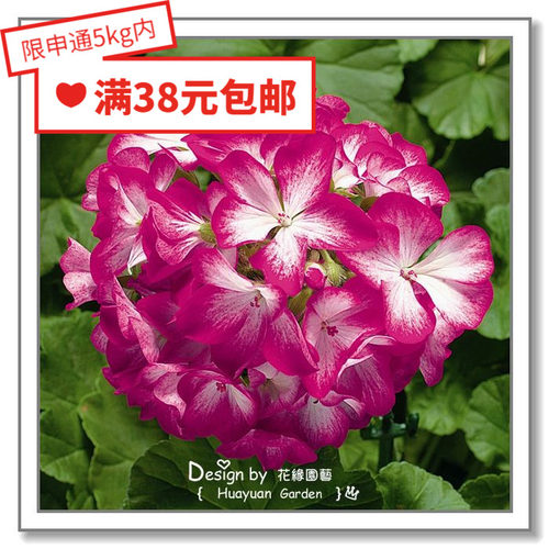 荷兰天竺葵系列5粒覆膜花缘咸菜