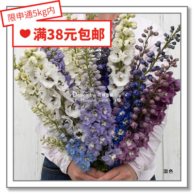 复古潮流新西兰神秘3-5花缘咸菜