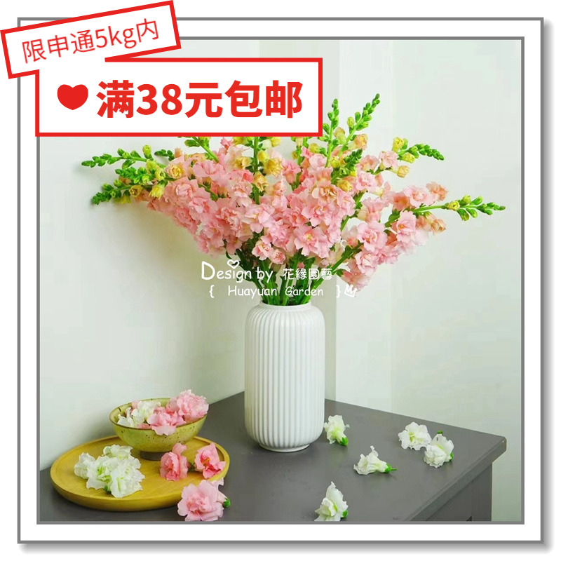 进口金鱼草种子花缘咸菜