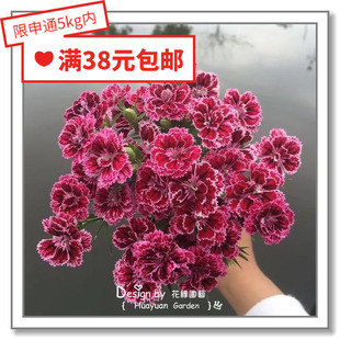 花缘咸菜 进口观赏花种子*泛美*耐热*重瓣石竹*王朝系列5粒丸化