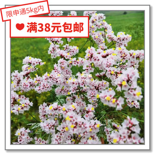 花缘咸菜 进口观赏花种子*双色/二色匙叶草/干枝梅5粒 永不褪色凋