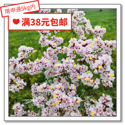 花缘咸菜进口种子双色叶草干枝梅
