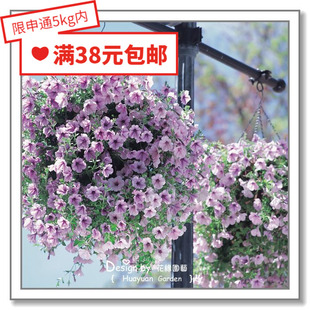 花缘咸菜 进口观赏花种子*日本TAKII*垂吊矮牵牛*美声系列5粒丸化