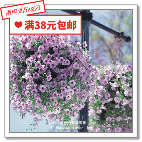 花缘咸菜进口花种子美声系列丸化