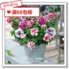 Товары от 花缘园艺咸菜花圃