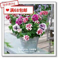 Flower Edita, импортные цветочные семена*panmei*direwn карликовый скот*вращение/rongguang 10 таблетки