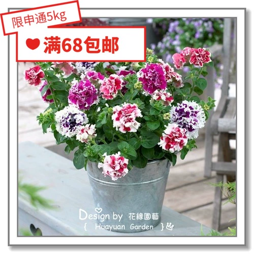 Flower Edita, импортные цветочные семена*panmei*direwn карликовый скот*вращение/rongguang 10 таблетки