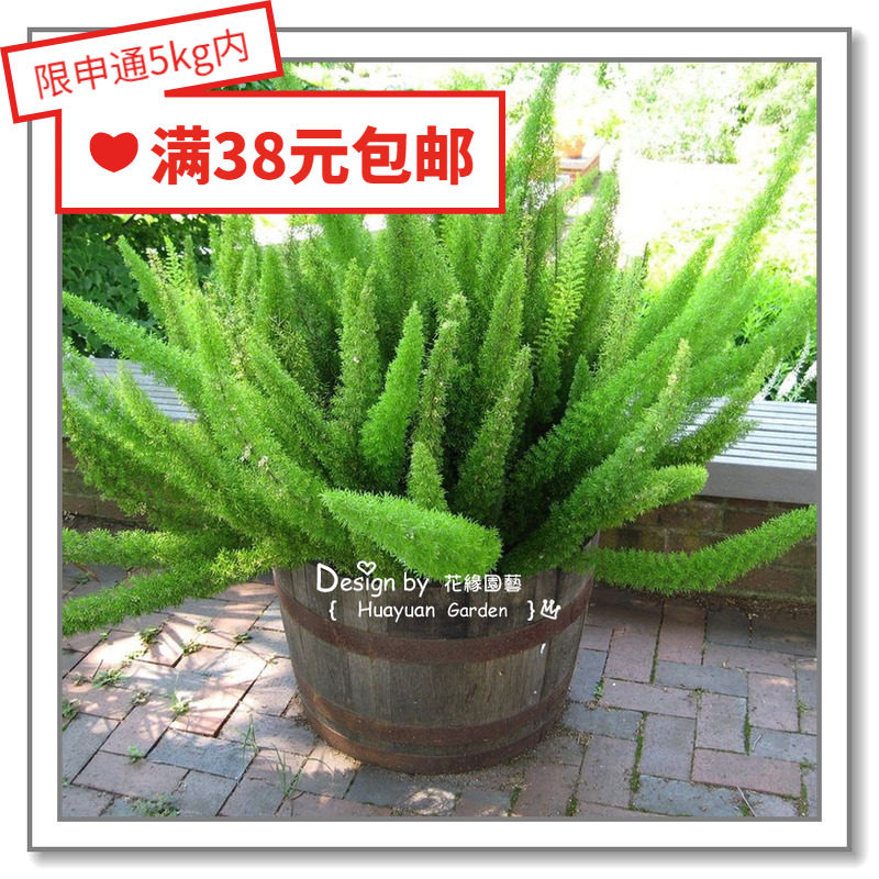 花缘咸菜 进口花种子*狐尾天门冬*梅尔5粒