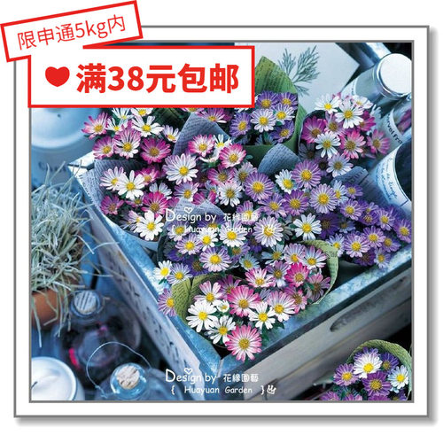 进口翠菊日光系列10粒花缘咸菜