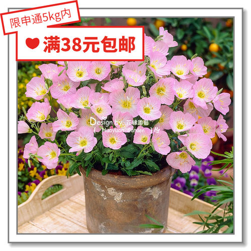 英国月见草柠檬落日烛光花缘咸菜