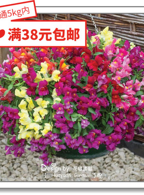 花缘咸菜 进口观赏花种子*日本SAKATA*垂吊金鱼草*跳跳糖5粒 集束