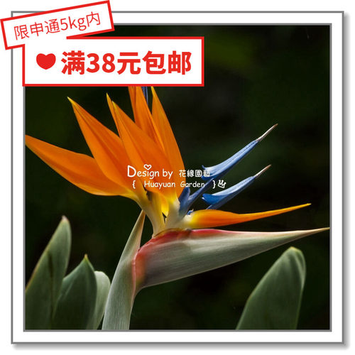 花缘咸菜进口花种子鹤望兰3粒