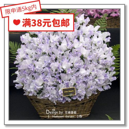 花缘咸菜 进口观赏花种子*英国TM*香豌豆*苹果花/蓝波纹3-5粒爬藤