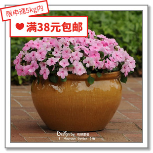 花缘咸菜 进口观赏花种子*泛美*非洲凤仙*翼豹10粒