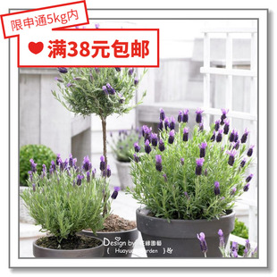 恬雅 花缘咸菜 健雅10粒 优雅 维琴察 进口观赏香草种子 薰衣草