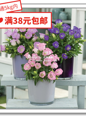 花缘咸菜 进口观赏花种子*日本SAKATA/美国泛美*风铃草*丰铃/彩铃