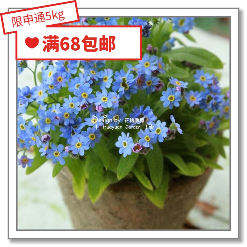 勿忘我种子价格 勿忘我种子图片 星期三