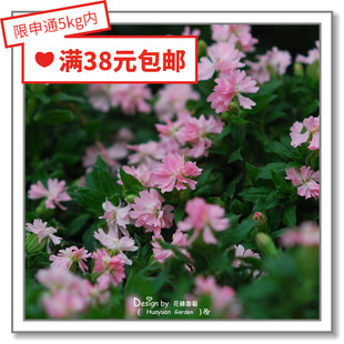 花缘咸菜 进口观赏花种子*英国TM*蝇子草*矮雪轮*桃花/闪光灯10粒