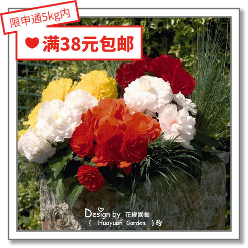 花缘咸菜进口德国混色球根海棠