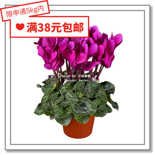 花缘咸菜 进口观赏花种子*仙客来*猛犸/炫舞/夏日/塞伯/玲珑5粒