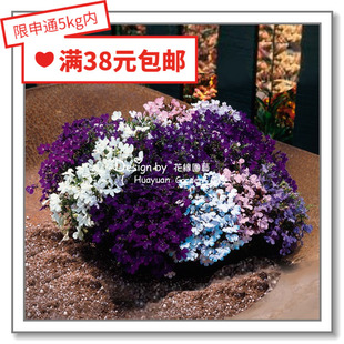 花缘咸菜 进口观赏花种子*泛美*半边莲/六倍利*维埃拉10粒丸化