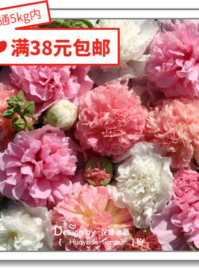 进口英国新娘花缘咸菜