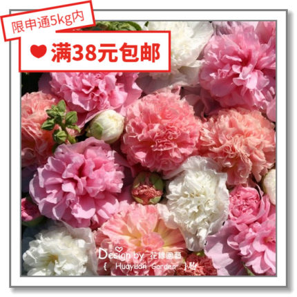 花缘咸菜 进口观赏花种子*英国TM*蜀葵*桃子与梦/查特/香蕉/莓果3