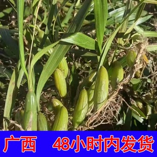 新鲜石橄榄 现摘现发双叶单叶小果500g石仙桃果煲汤炖汤材料250g