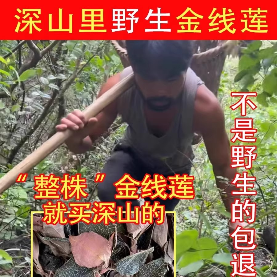 云南正宗整株金线莲深山林下原生态材新鲜干货红霞金线莲干品养肝