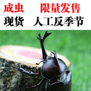 反季 节独角仙甲虫成虫幼虫现货活体昆虫饲养箱爬虫锹甲果冻造景