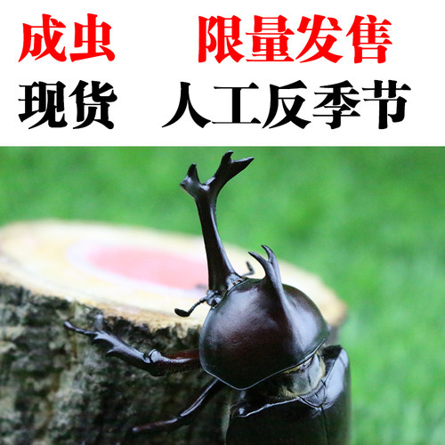 独角仙成虫活体幼虫宠物套餐