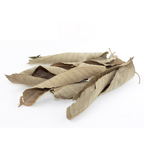 打底装饰栎木树叶独角专用甲虫