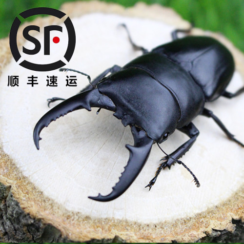 中国大扁锹甲成虫独角仙活体