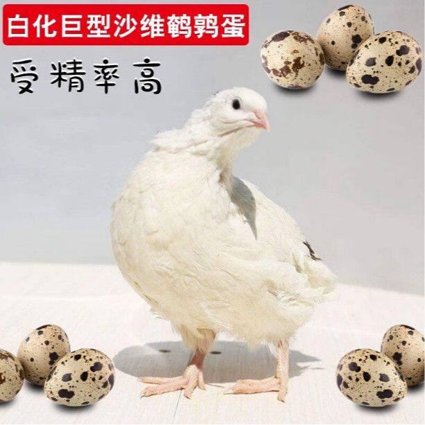 巨型沙维法巨非洲黑熊猫受精蛋可孵化鹌鹑种蛋包受精